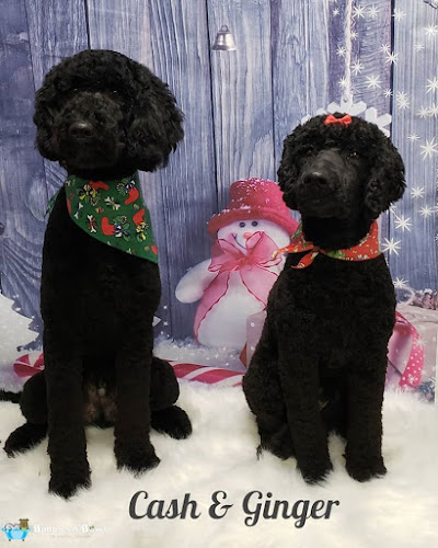 Bubbles n’ Bows Pet Store and Grooming