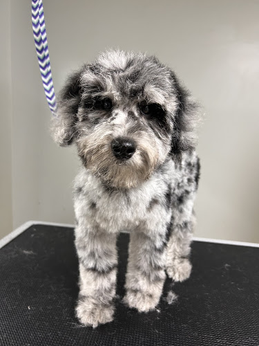 Makaylas Dog Grooming