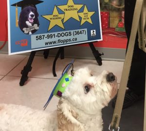 For the Love of Paws Pet Service (FLOPPS) – Edmonton