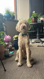 Pet Sitter Montreal Mutt Mama