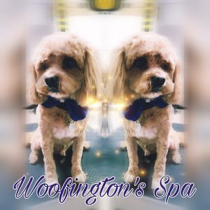 Woofington’s Spa And Boutique