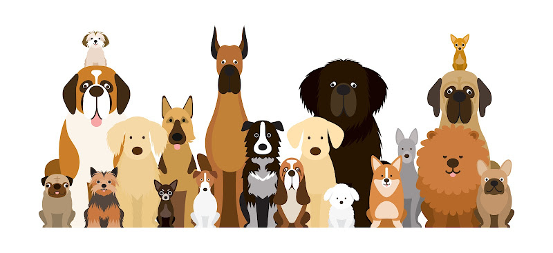 Les service Kate’s K9 Care – Toilettage | Grooming