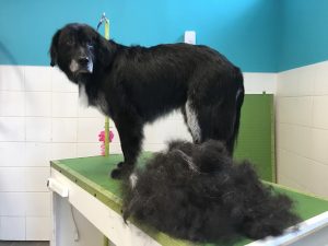 Spa Groomtopia