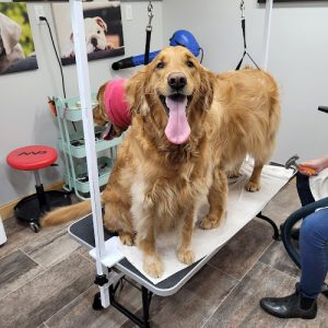 Fluff & Stuff Dog Grooming