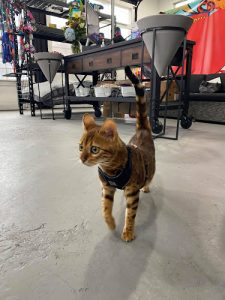 The Pet Store – Cadboro Bay Village