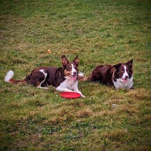 Red Line Border Collies (RLBC.DOG)