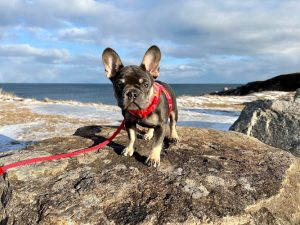 Scotia’s Finest Frenchie’s