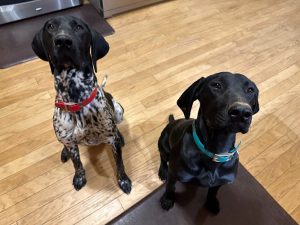 Meander River German Shorthaired Pointers