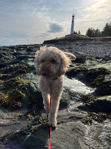 Black Rock Australian Labradoodles