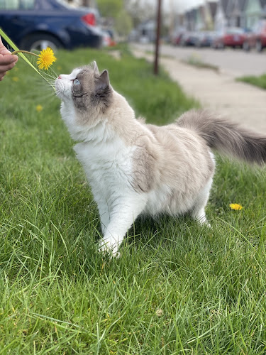 The Cats Crib Cattery