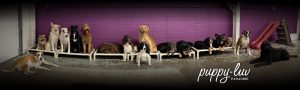 Puppy Luv Paradise