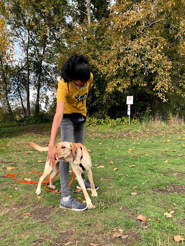 Pawsitive Cultr+ Dog Behaviour and Training