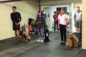 Top Dog Canine Training