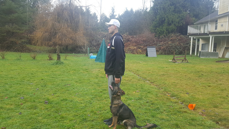 Action K9 Services – Dog Training