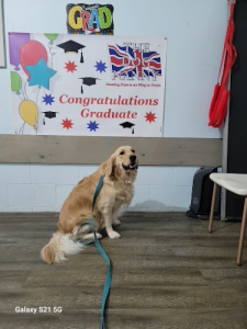 The Dog Nanny’s Canine Training Academy