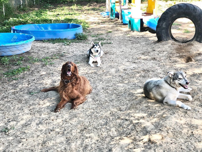 Sticks N Bones – Daycare – Boarding – Grooming -Training