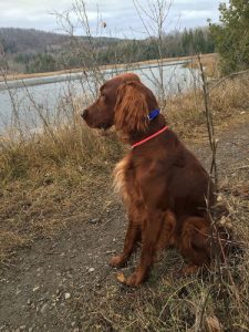 The Ontario Dog Trainer/The Dog Trainer TRIBE Training Academy