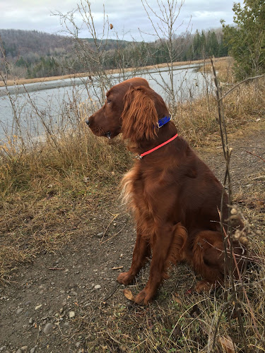 The Ontario Dog Trainer/The Dog Trainer TRIBE Training Academy