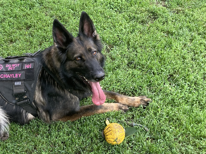 One More Light K9