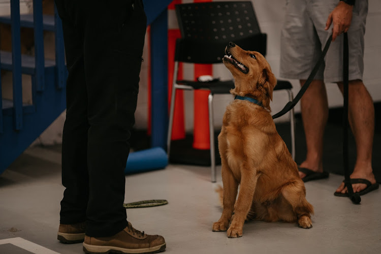 Kean’s K9 – Obedience and Behaviour Training