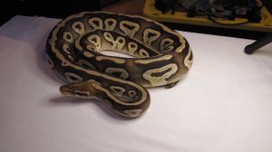 Refuge pour poissons et reptiles du Sud-Ouest