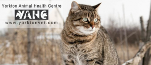 Yorkton Animal Health Centre P.C. Ltd.