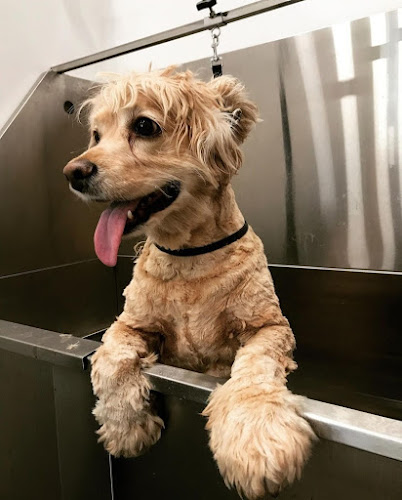 Peluche Vieux-Montréal | Pet Shop | Grooming