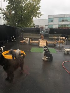 The Pet Spa