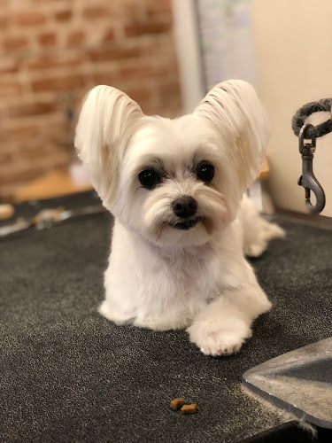 Toutou Tout Doux Salon de Toilettage