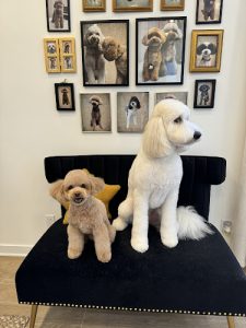 The Groomer Next Door