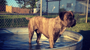 PETS Boarding Kennel & Daycare