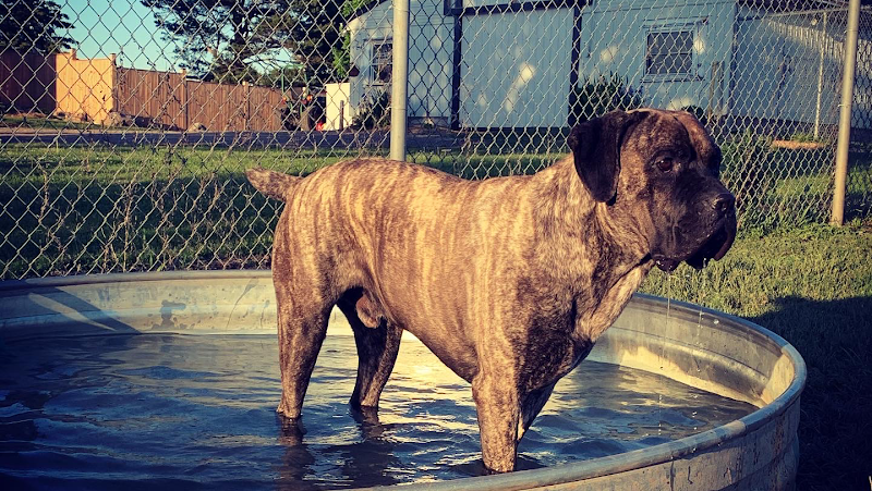 PETS Boarding Kennel & Daycare