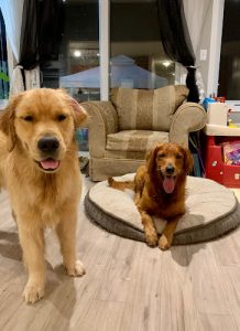 Best For Pets Services