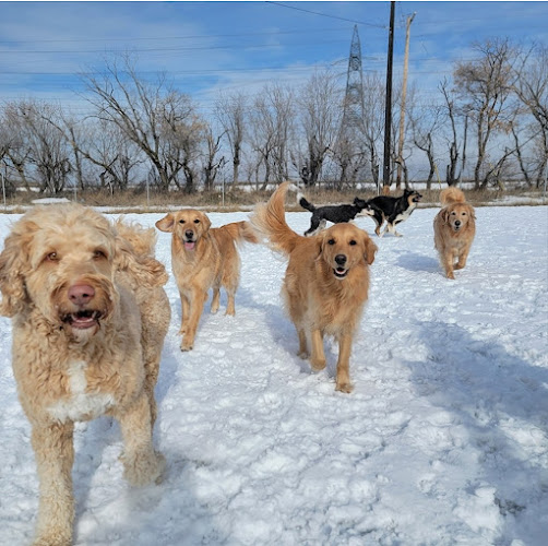 The Paw Valley Dog Daycare Edmonton