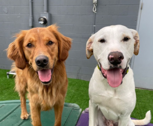 Dogtopia Edmonton Downtown