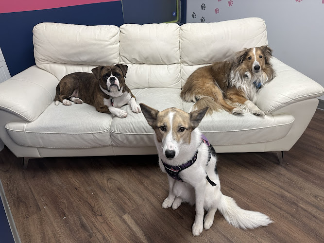 Tender Tails Daycare & Boarding