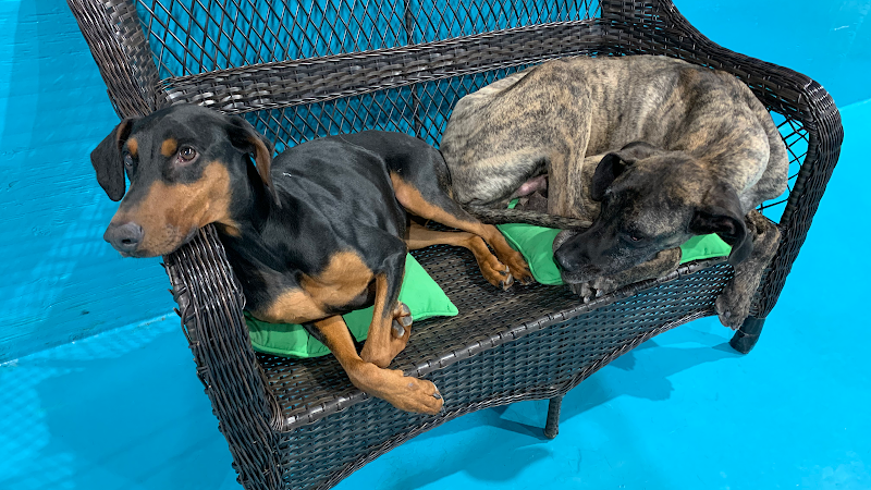 Posh Pooch Hotel and Daycare