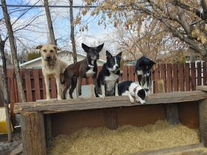 Jean’s Dog Daycare and Boarding