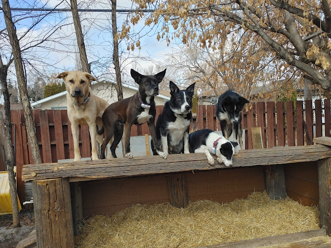 Jean’s Dog Daycare and Boarding