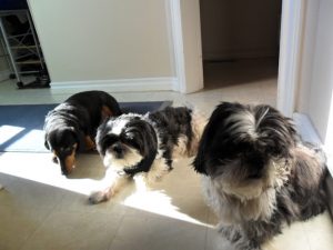 A Second Home for Dogs