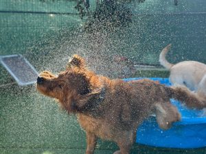 Canine Addiction – Dog Training & Daycare