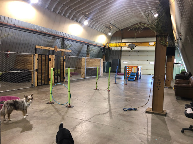 Steel House Doggy Daycare