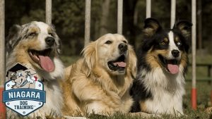 Niagara Dog Training