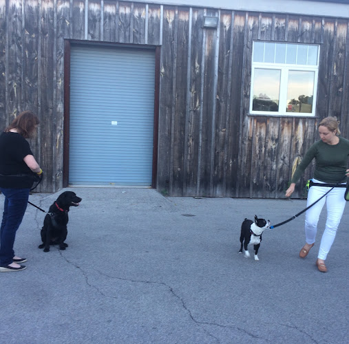 One Leg Up Canine Co. – Milton Dog Training