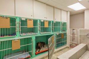 Steveston Veterinary Hospital