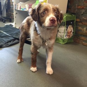 Richmond Animal Hospital