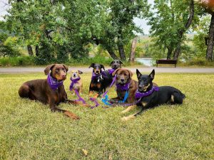 3 of Hounds Dog Training