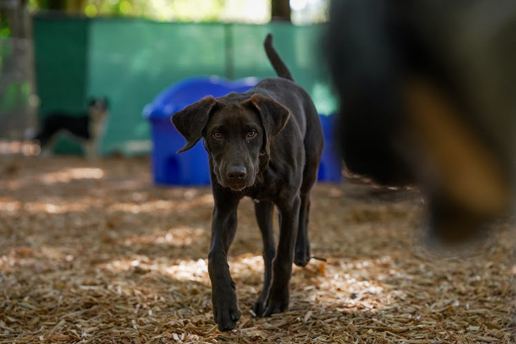 Aunt Lucy’s Doggy Daycare and Pet Hotel
