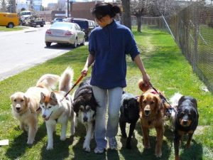 Metropawlitan Dog Training Inc.