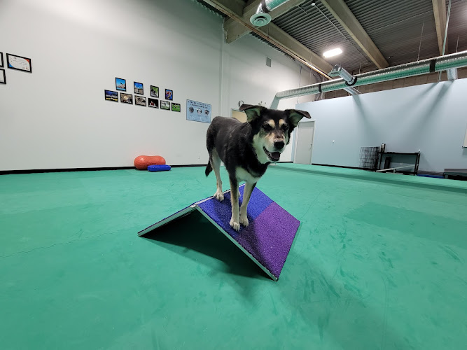 Canine Connection Training Centre Inc